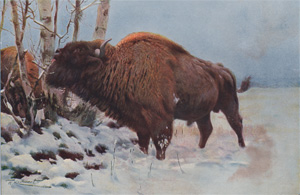 European Bison